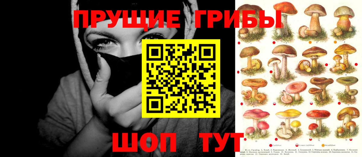 Заинск  Псилоцибиновые грибы мицелий  Псилоцибиновые грибы Psilocybine cubensis  Вход с VPN 
